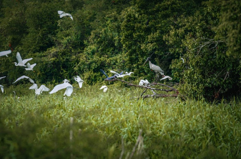 Crooked Tree Wildlife Sanctuary, Belize